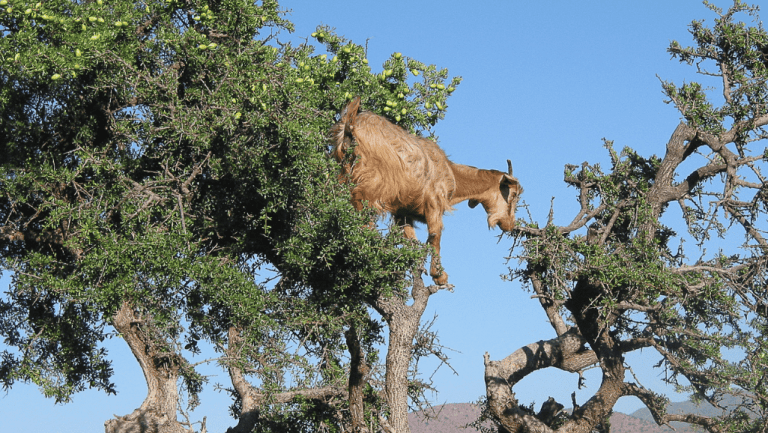 3 Days Marrakech To Fes Desert Tour