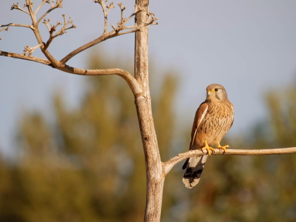 A common kestrel perched on a bare branch, one of the most widespread raptors in Morocco