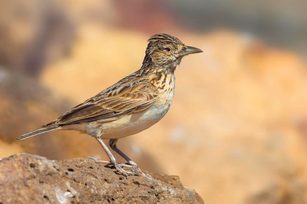 A lark perched on rock in the arid country of southern Morocco