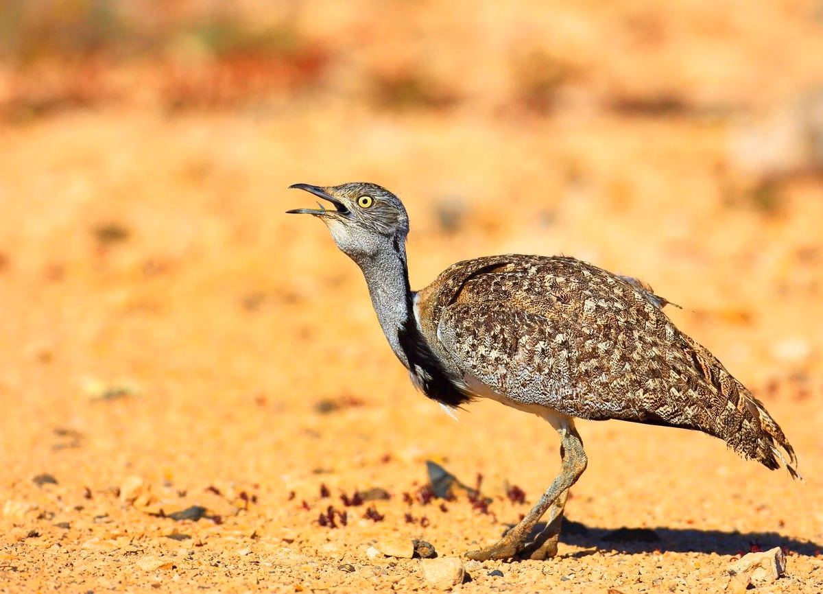 Birds in Morocco: A Paradise for Birdwatchers and Nature Lovers