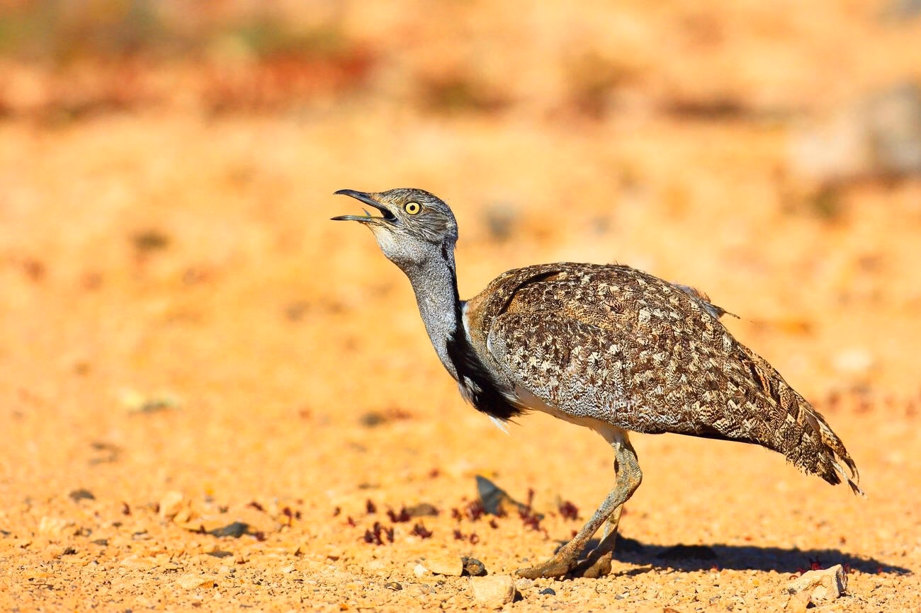 Birds in Morocco: A Paradise for Birdwatchers and Nature Lovers