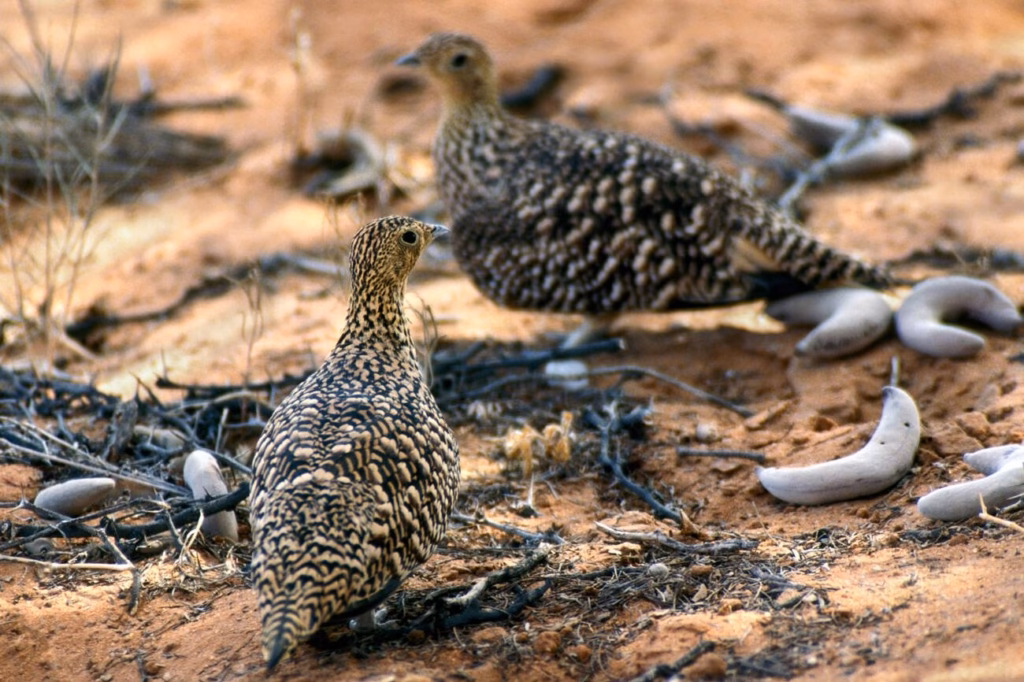 A pair of sandgrouse camouflaged on the desert floor in the Moroccan Sahara