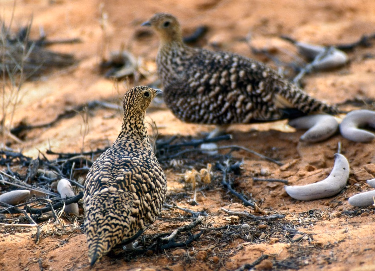 10-Day Morocco Birdwatching Tour from Marrakech 1