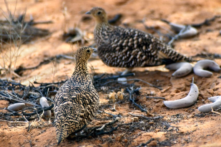 10-Day Morocco Birdwatching Tour from Marrakech